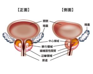 前立腺解剖図2