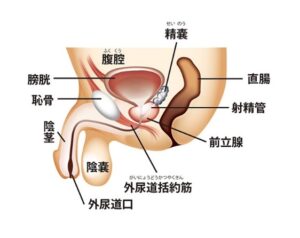 前立腺解剖図1